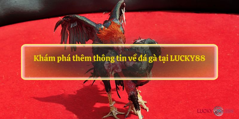 Khám phá thêm thông tin về đá gà tại LUCKY88