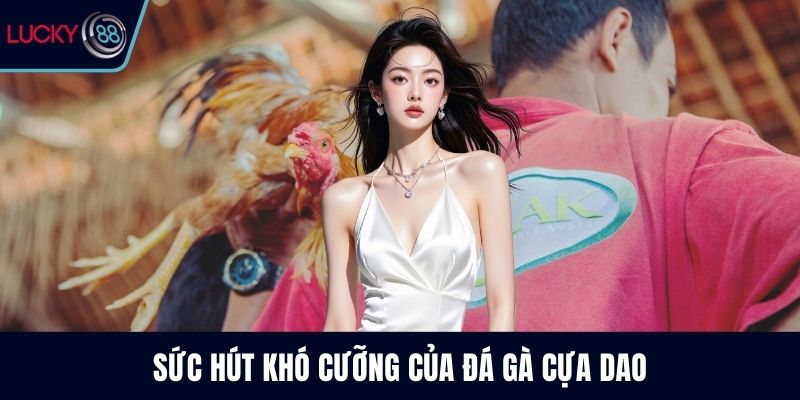 Sức hút khó cưỡng của đá gà cựa dao